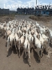 Gala goats