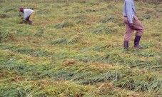 cutting hay with a sickle