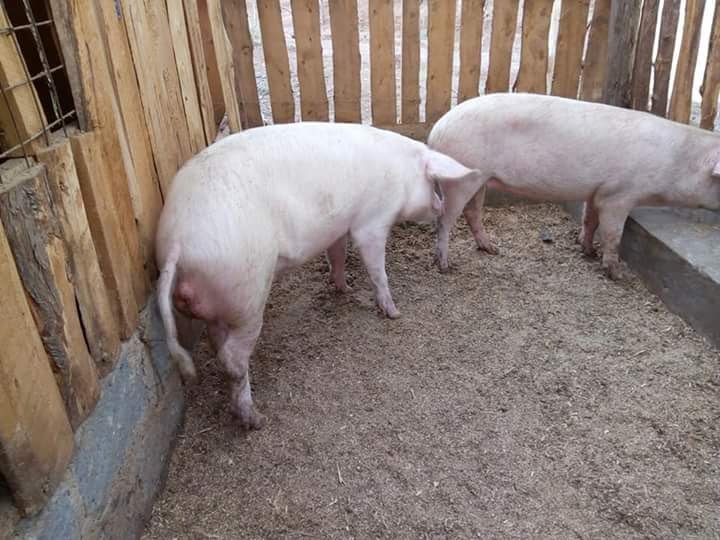 Livestock Kenya Pig Housing Plans For Small Scale Farmers