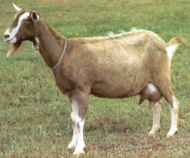 goat dairy toggenburg kenya goats breed keep should females kg weigh males 65kg which mature
