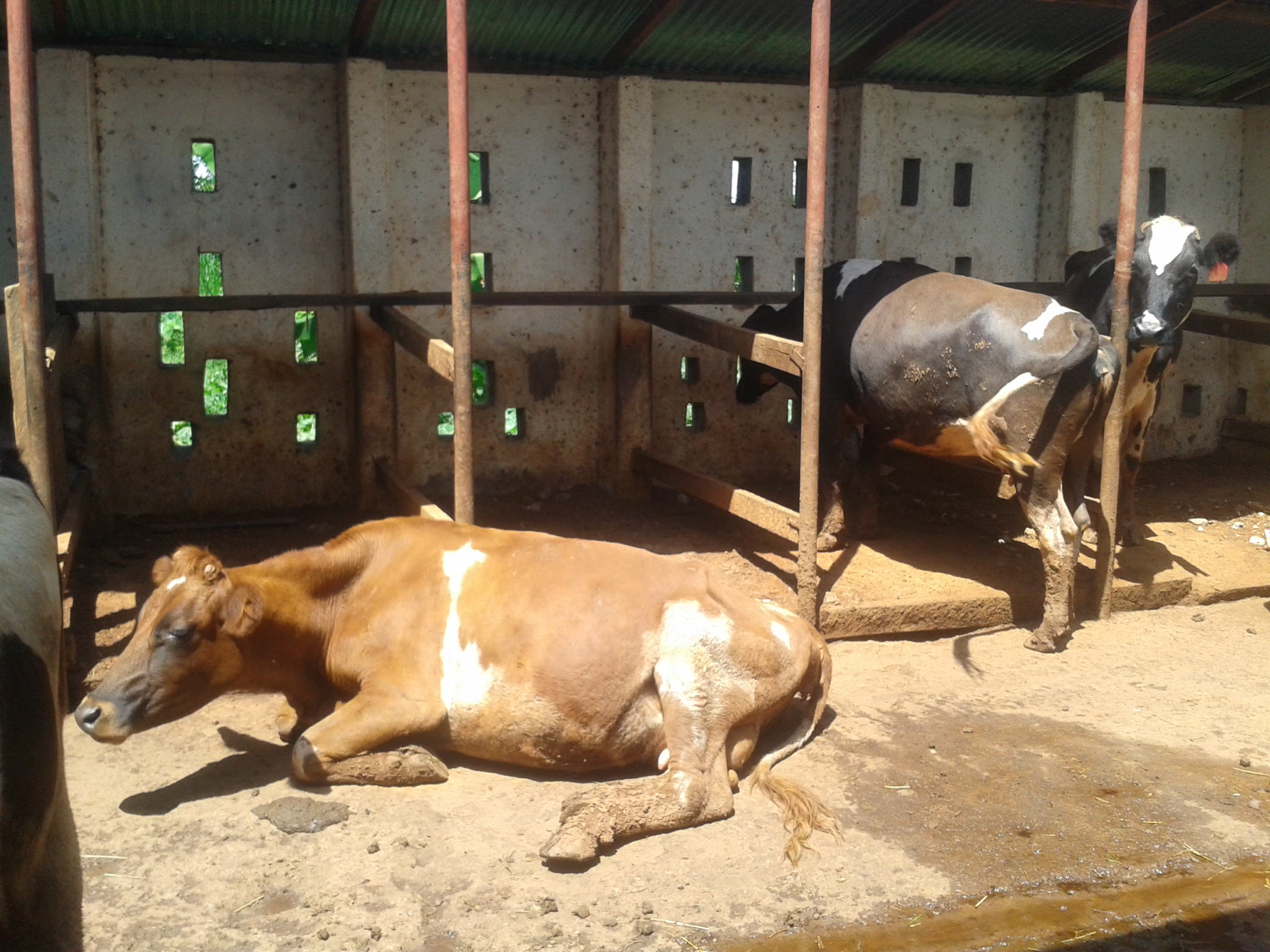 Cow Shed Designs Kenya All About Cow Photos 6150