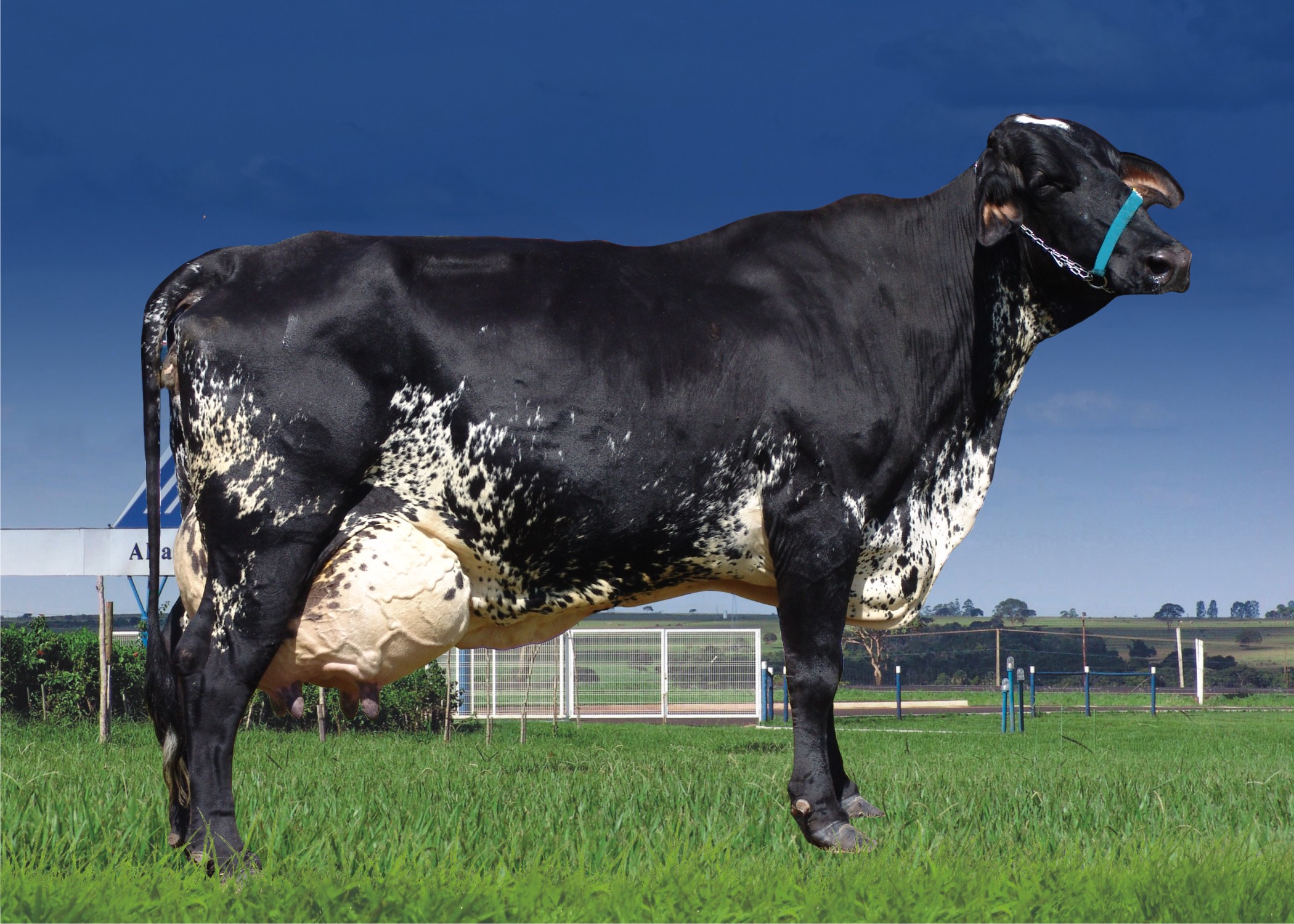 Dairy Cow Breeds South Africa at Kenneth Conyers blog