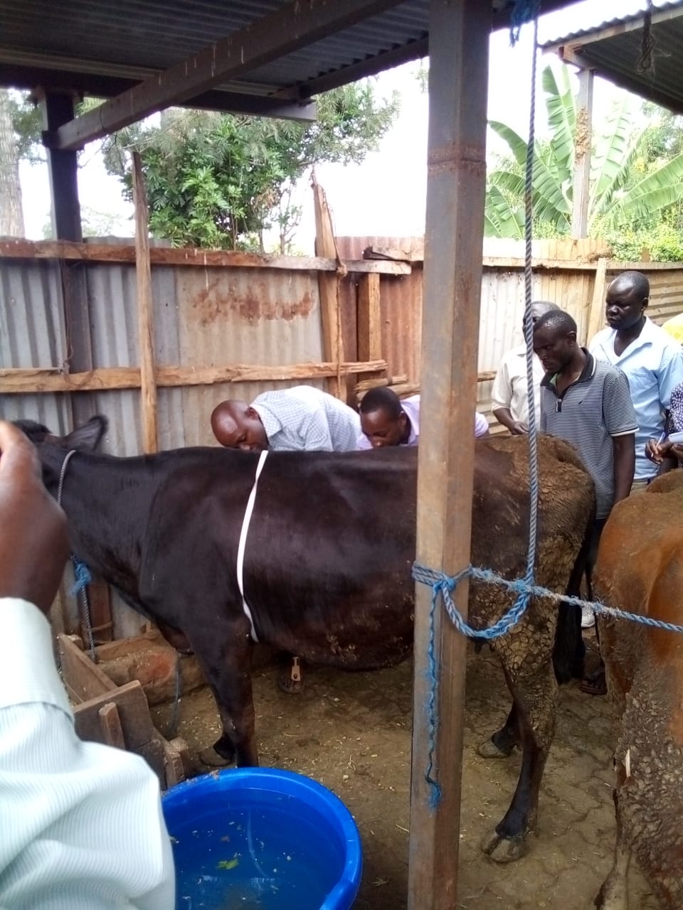 Weighing the dairy cow