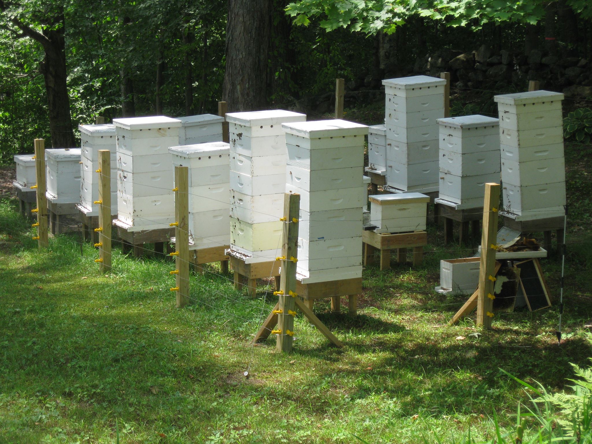 Livestock Kenya Designing An apiary Livestock Kenya Designing An apiary