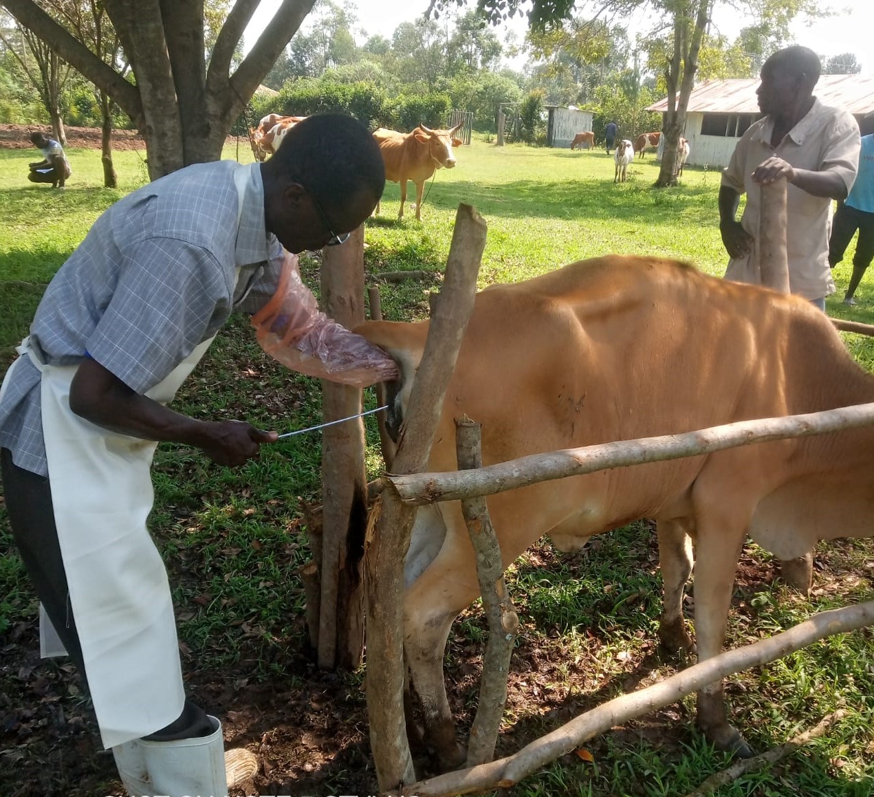 Livestock Kenya - Livestock Kenya