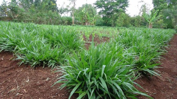 Brachiaria grass