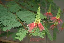 Calliandra