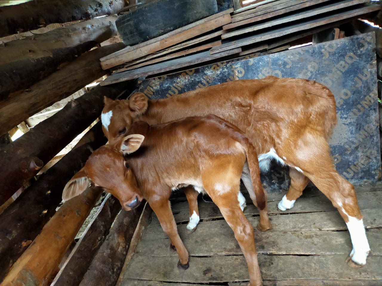 Calf pneumonia