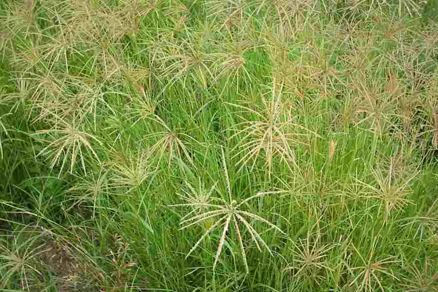 Livestock Kenya - Rhodes grass (chloris gayana)