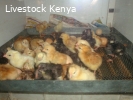 Day old to month old improved kienyeji chicks