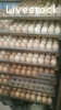 Hatchery services for all types of eggs