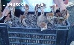 Healthy ostrich chicks, hatching eggs  and other Birds for s