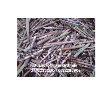 Juncao Napier Grass