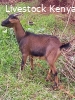 Pure German Alpine Goats for sale