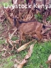 Pure German Alpine Goats for sale