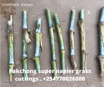 Super Napier Pakchong Grass