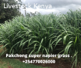 Super Napier Pakchong Grass