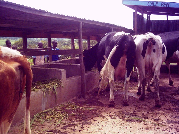 cows stall feeding