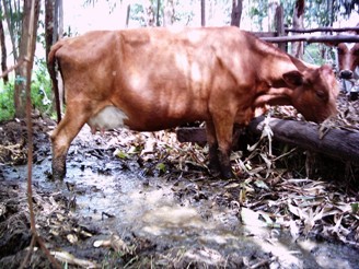 cow on mud