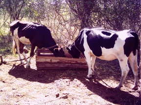 dairy cows feeding