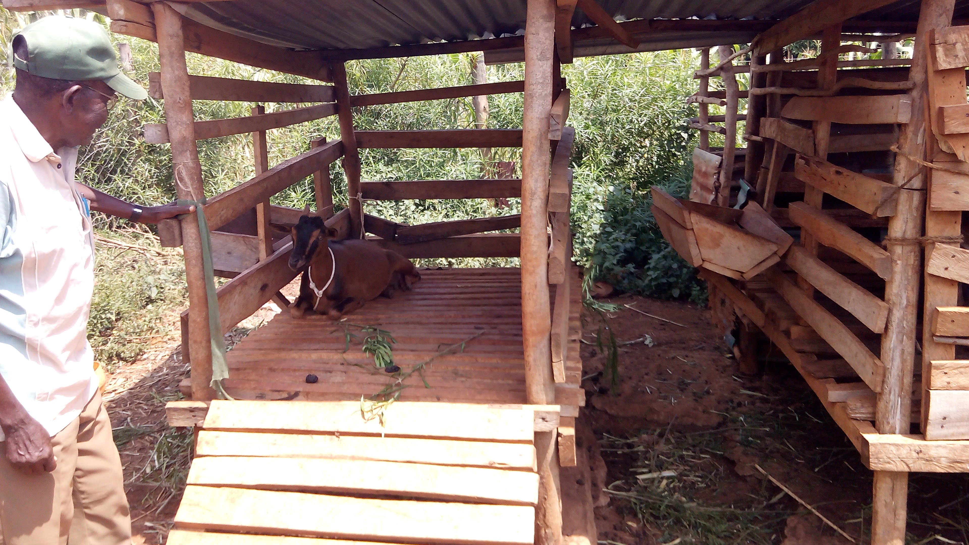 Livestock Kenya Practical Steps Towards Starting Dairy Goats Farming 