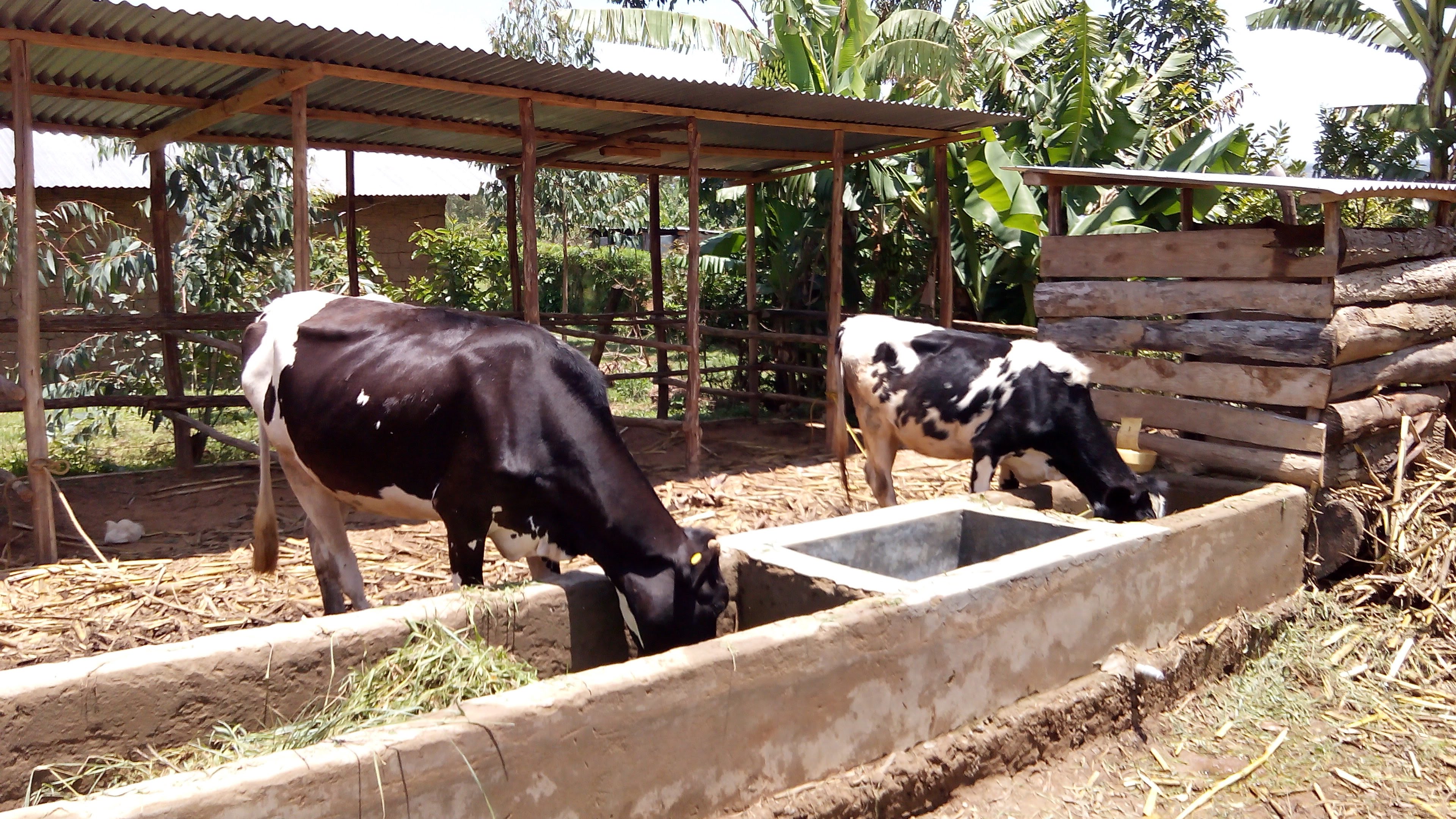 dairy cows feeding on hay