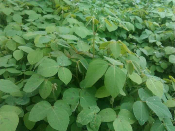 Desmodium