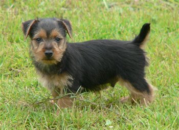 Australian Terrier