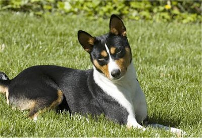 Basenji