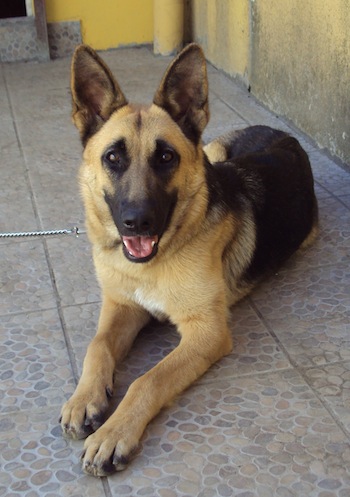 Livestock Kenya - Dog breeds in Kenya