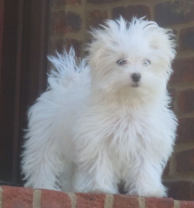 Maltese