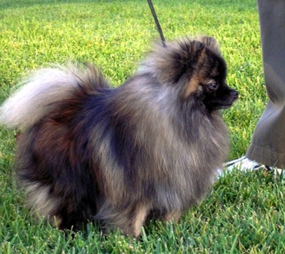 Pomeranian