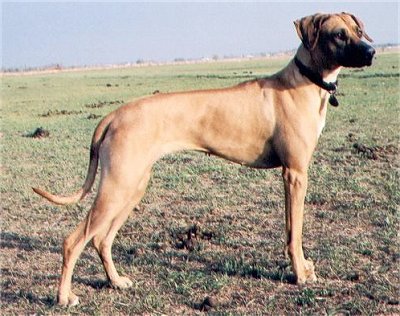 Rhodesian Ridgeback