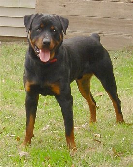 Rottweiler