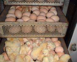 eggs-chicks-hatching