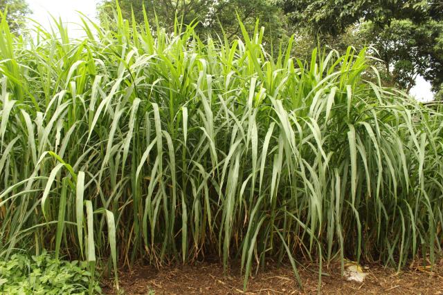 Livestock Kenya - Napier grass (penisetum puperum)