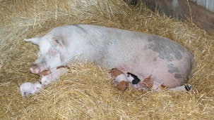 Sow-with-piglet