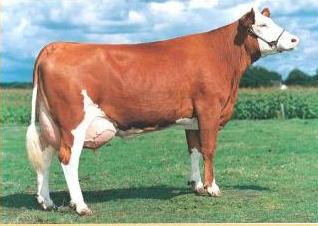 Fleckvieh breed of cattle