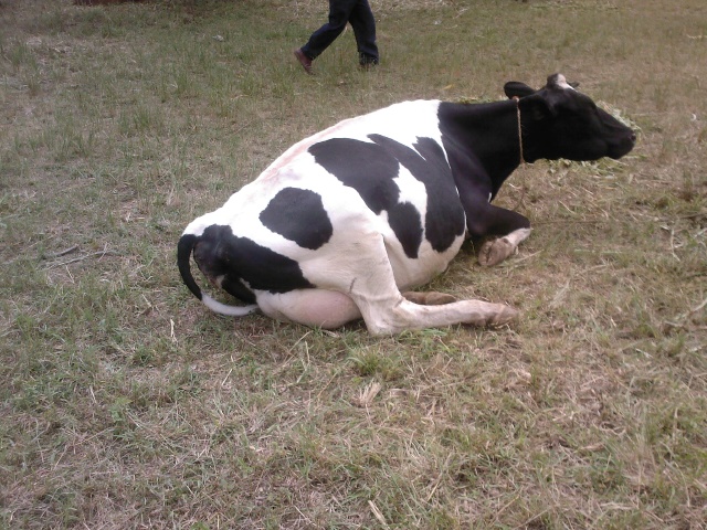 friesian cow