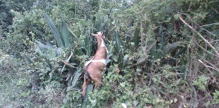 dairy goat browsing