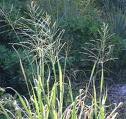 guinea grass