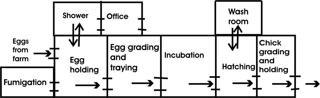 Importancia de la desinfección en la incubación de huevos fértiles