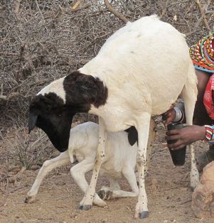 Milking goat