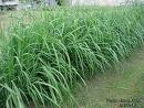 panicum coloratum