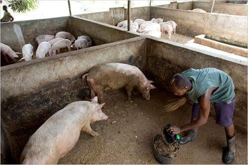 Cleaning pig house