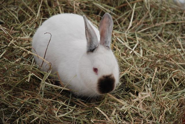 Californian white rabbit